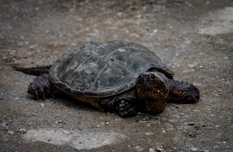 Snapping Turtle