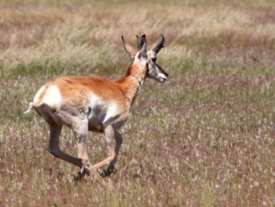 PRONGHORN (4-24-10) carrizo plain nat mon -02