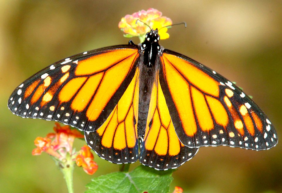 MONARCH (Danaus plexippus) (3-1-12) s padre island world bird center, tx