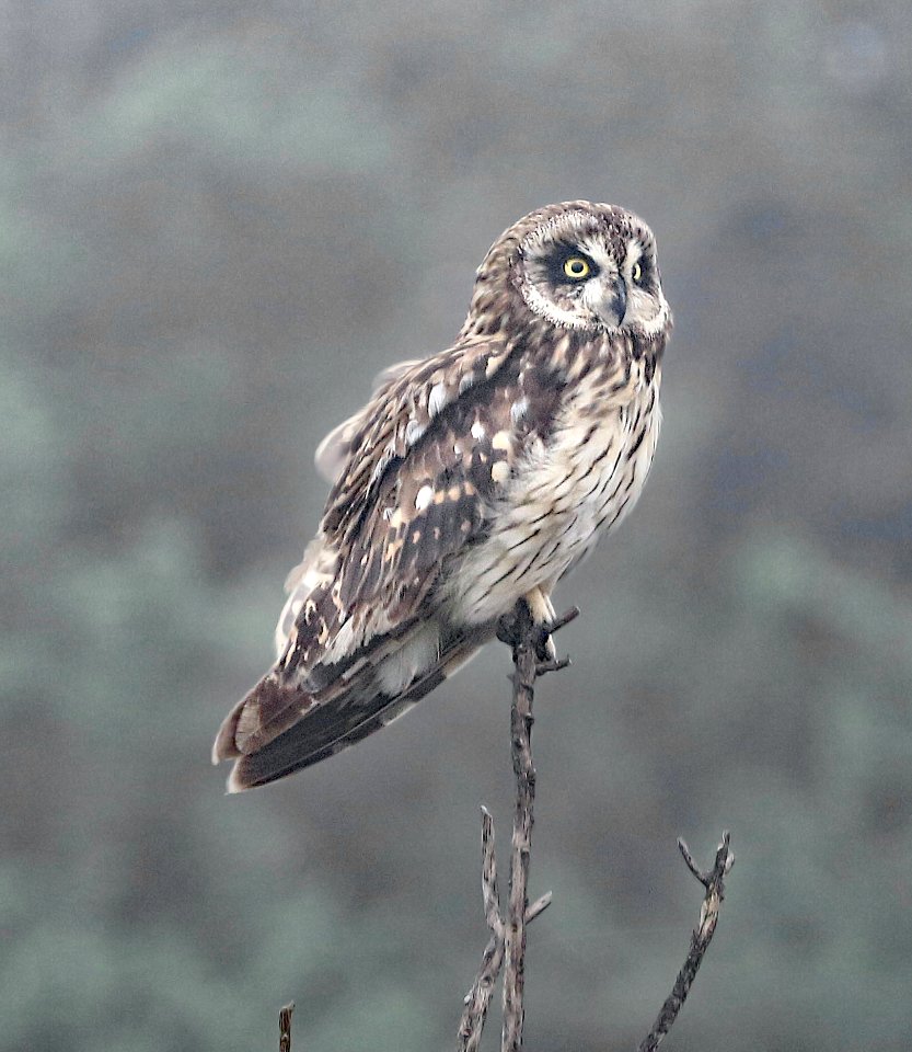 SHORT-EARED OWL (8-30-2017) hawaiian owl, asio flammeus sandwichensis, mauna kea access road, hawaii co, hawaii -02