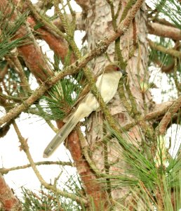 445 - BLACK-BILLED CUCKOO (6-2-2018) isabella co, mi -02