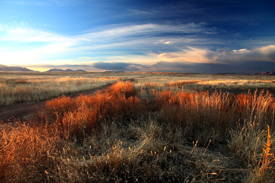 SAN RAFAEL VALLEY GRASSLANDS, SE of Patagonia, scc, az (11-15-12) -02-a early morning at tank on border