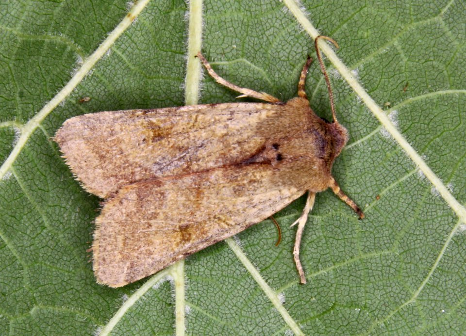 73.186. Agrochola lychnidis. (BF2267. Beaded Chestnut) IMG 0004