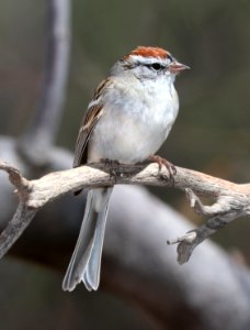 871 - CHIPPING SPARROW (3-17-2020) hereford, cochise co, az -01