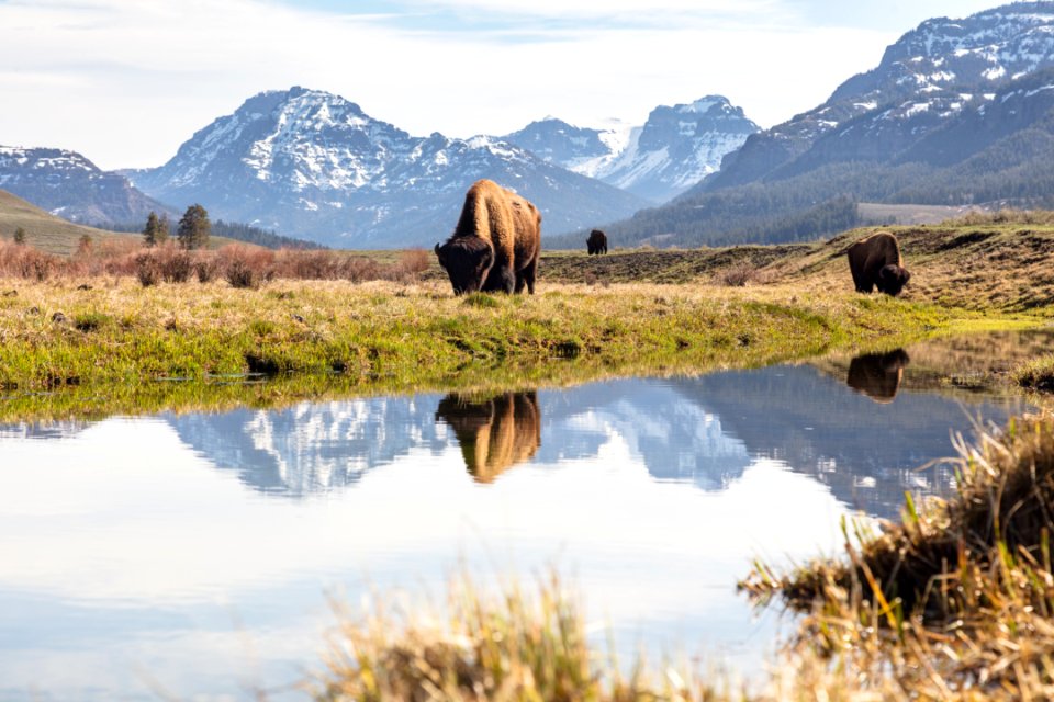 Bull bison graze along an ephemeral pool in Lamar Valley