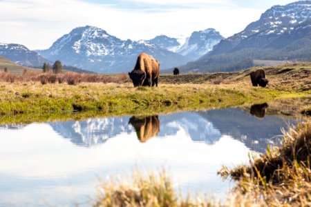 Bull bison graze along an ephemeral pool in Lamar Valley photo