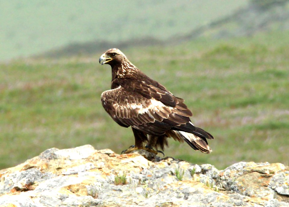 233 - GOLDEN EAGLE (3-21-10) san simeon, slo co, ca  (2)
