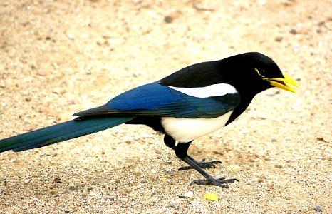 646 - YELLOW-BILLED MAGPIE (12-28-07) resat area n of paso robles, slo co, ca (1)