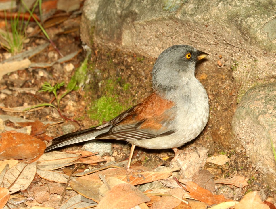 900 - YELLOW-EYED JUNCO (8-17-2018) madera canyon, santa cruz co, az -02