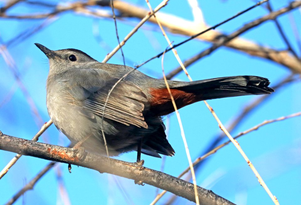 760 - GRAY CATBIRD (2-2-2017) patagonia lake, santa cruz co, az (1)