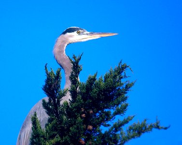 181 - GREAT BLUE HERON (11-4-06) sloco, ca
