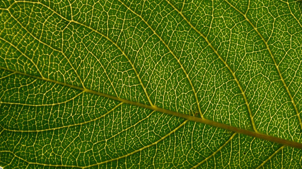 Cherry leaf photo