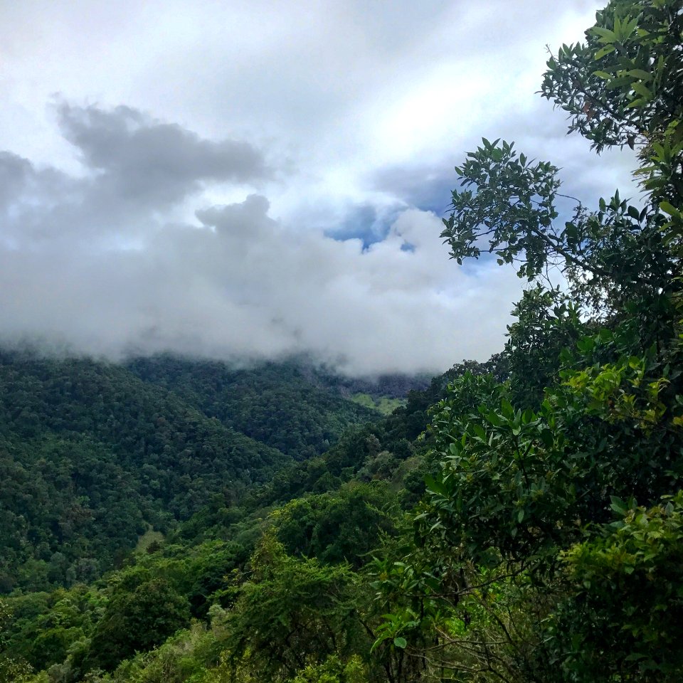 primary cloud forest
