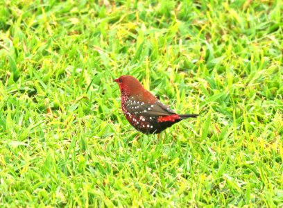 RED AVADAVAT (8-29-2017) pu'u anahulu - big island golf club, hawaii co, hawaii -03 male