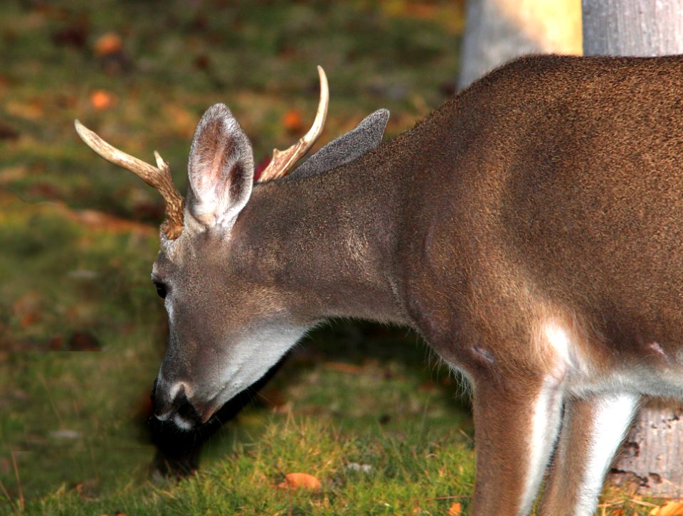 DEER, KEY (Odocoileus virginianus clavium) (3-7-13) big pine key, monroe co, fl -01