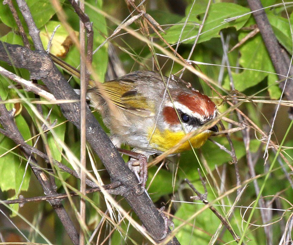 845 - RUFOUS-CAPPED WARBLER (8-25-2015) pena blanca cyn, santa cruz co, az -04