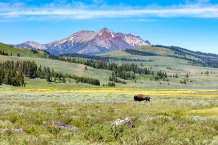 A bull bison walks across Swan Lake Flat on a summer day