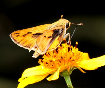 SKIPPER, FIERY (Hylephila phyleus) (10-5-12) alamo side canyon and ruby road, scc, az -02