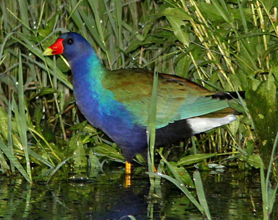 243 - PURPLE GALLINULE (7-9-11) rio rico pond, rio rico, scc, az  (7)