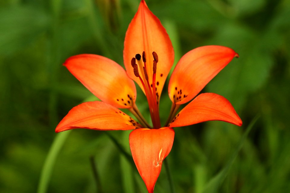 FLOWER (7-19-2019) 5400 ft, emerald lake c g,west rosebud road, custer-gallatin nat for, stillwater co, mt -06