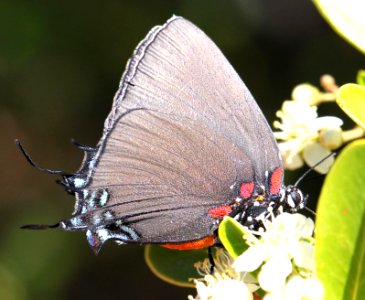 HAIRSTREAK, GREAT PURPLE (Atlides halesus) (4-8-12) 78 female, circulo montana, patagonia lake ranch estates, scc, az -02