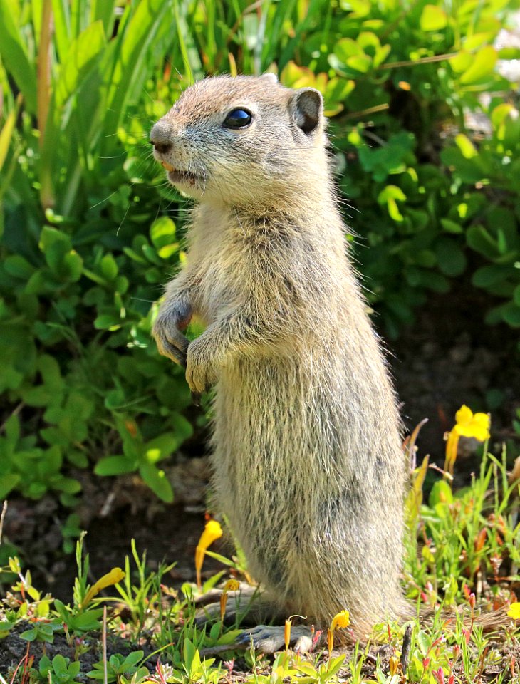 SQUIRREL, BELDING'S GROUND (Spermophilus beldingi) (8-1-2016) 10,000 ft,, ruby mts., elko co, nv (6)