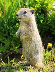 SQUIRREL, BELDING'S GROUND (Spermophilus beldingi) (8-1-2016) 10,000 ft,, ruby mts., elko co, nv (6)