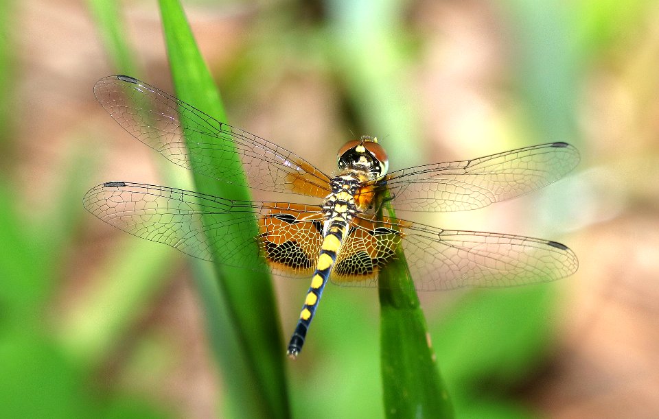PENNANT, AMANDA'S (Celithemis amanda) (6-14-2017) female, cheraw state park, cheraw co, sc (2)