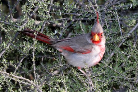 917 - PYRRHULOXIA (3-24-2017) patagonia lake, santa cruz co, az -01