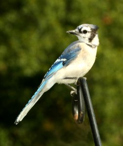639 - BLUE JAY (9-27-2018) pepperell, middlesex co, ma -10
