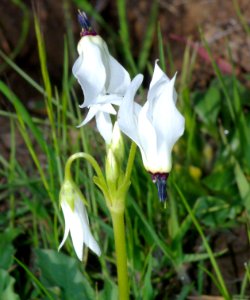 SHOOTING STAR (dodecatheon sp) (3-9-09) canet -3