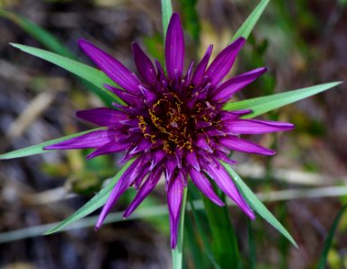 PURPLE SALSIFY (tragopogon porrifolius) (4-29-07) canet