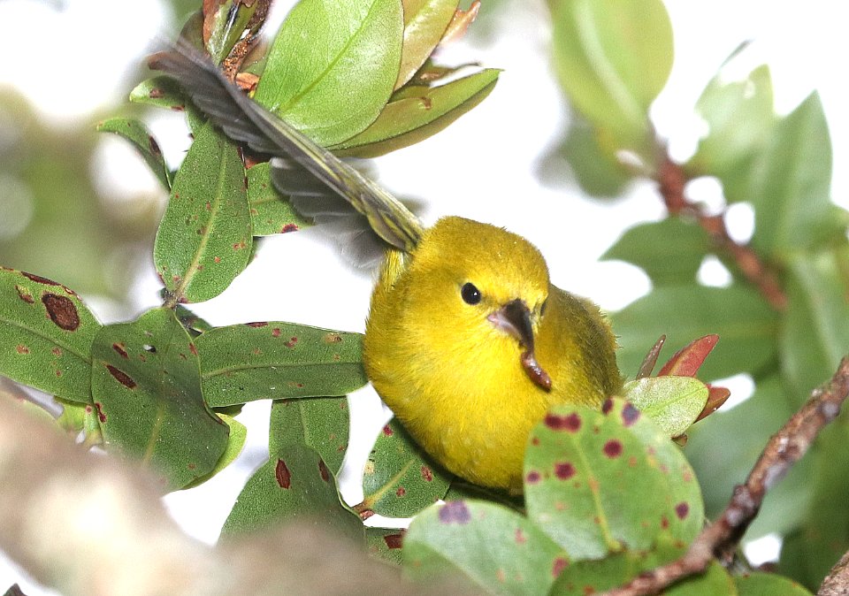 ANIANIAU (4-23-2018) kokee state park, kauai co, hawaii -05