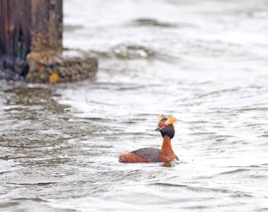 Horned Grebe