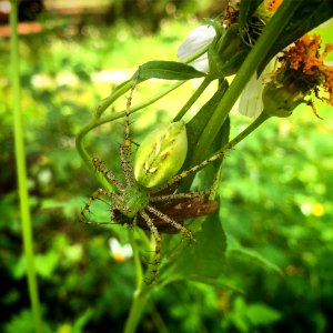 Green Lynx Spider