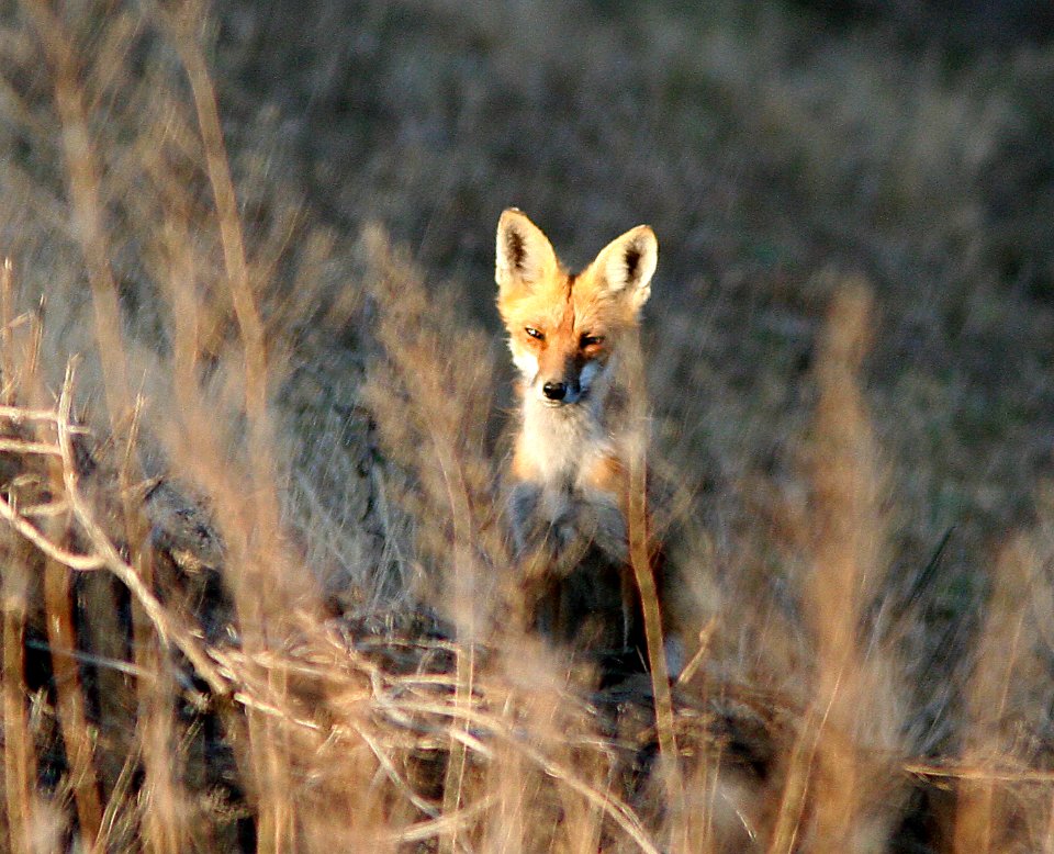RED FOX (Vulpes vulpes) (5-2-07) atascadero waste tx plant, slo co, ca