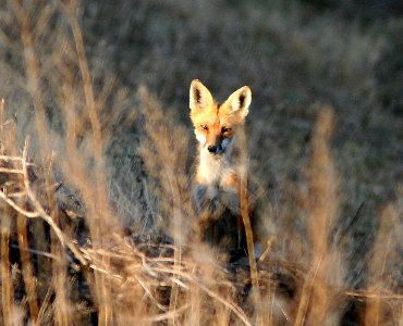 RED FOX (Vulpes vulpes) (5-2-07) atascadero waste tx plant, slo co, ca
