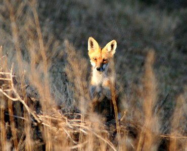 RED FOX (Vulpes vulpes) (5-2-07) atascadero waste tx plant, slo co, ca photo