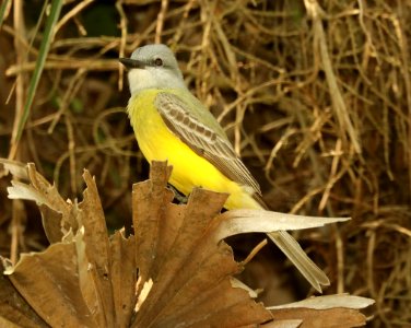 603 - COUCH'S KINGBIRD (4-29-2019) sabal palm sanctuary, cameron co, tx -01