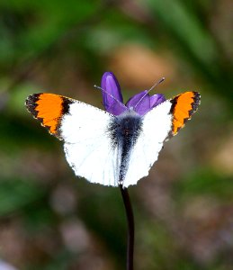 ORANGETIP, PACIFIC (anthocharis sara) (4-15-07) male, nectar on blue-dick, canet rd, slo co, ca  (2)