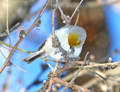 683 - VERDIN (1-24-2017) santa gertrudis lane, tumacacori, santa cruz co, az -02