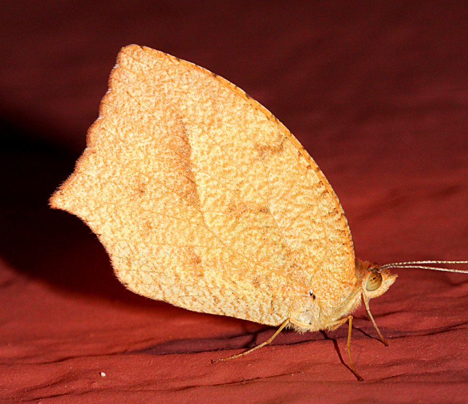 YELLOW, MEXICAN (Eurema mexicana) (10-27-10) 78 circulo montana, lake patagonia ranch estates, scc, az -01