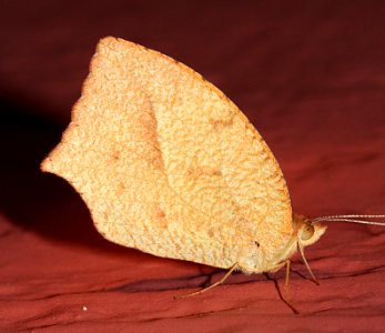 YELLOW, MEXICAN (Eurema mexicana) (10-27-10) 78 circulo montana, lake patagonia ranch estates, scc, az -01