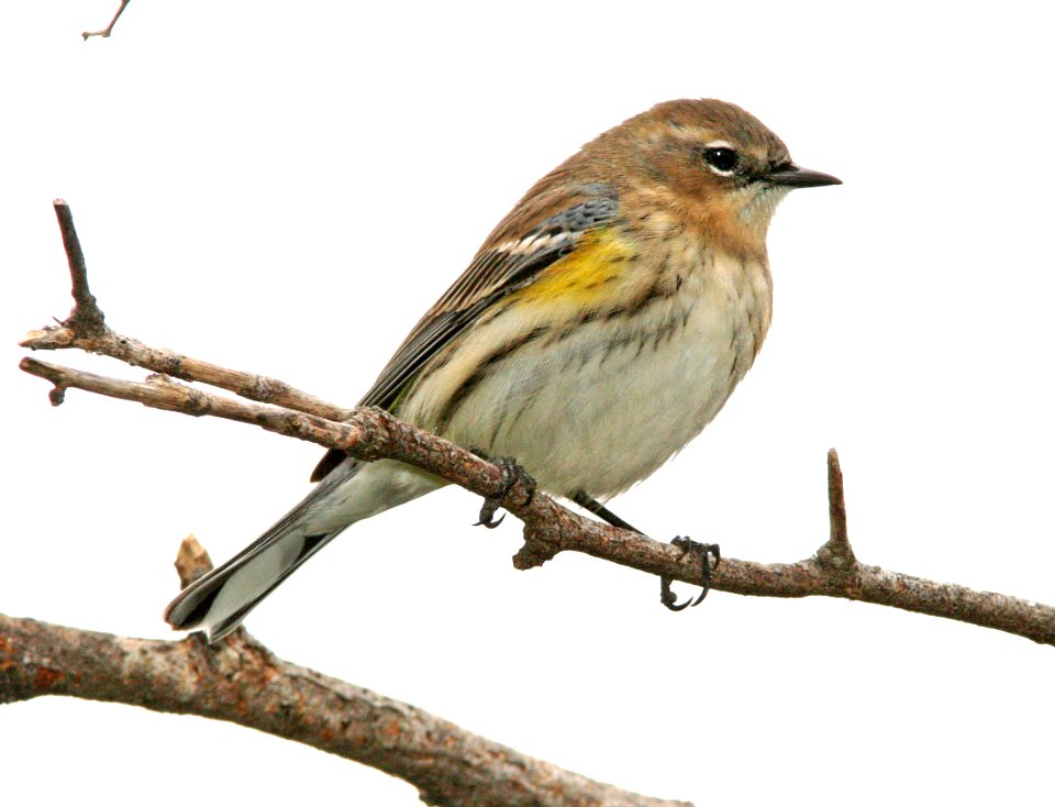 835 - MYRTLE WARBLER - first winter, female