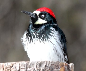 WOODPECKER, ACORN (3-8-11) san rafael grasslands, scc, az -05