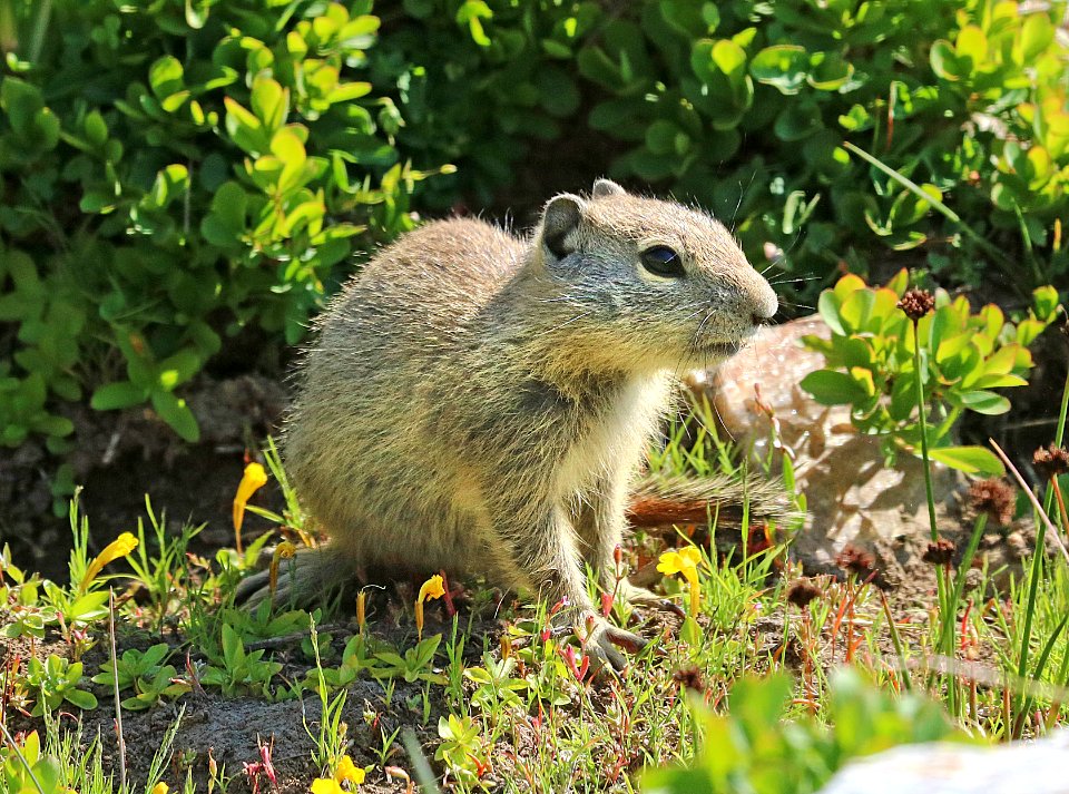 SQUIRREL, BELDING'S GROUND (Spermophilus beldingi) (8-1-2016) 10,000 ft,, ruby mts., elko co, nv (7)