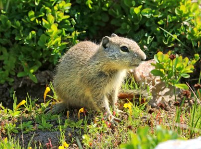 SQUIRREL, BELDING'S GROUND (Spermophilus beldingi) (8-1-2016) 10,000 ft,, ruby mts., elko co, nv (7)