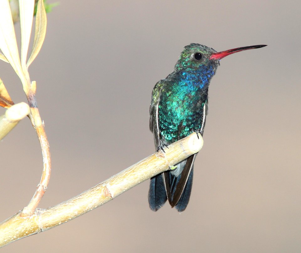 507 - BROAD-BILLED HUMMINGBIRD (6-8-11) 78 circulo montana, patagonia lake ranch estates, scc, az -01