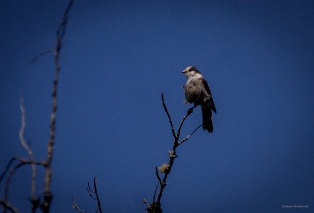 Gray Jay