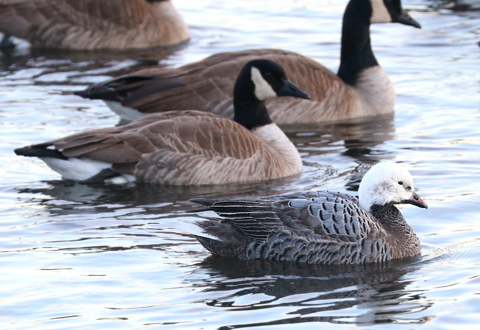 011 - EMPEROR GOOSE (12-30-2017) bend, oregon (4)